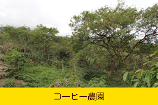 コーヒー農園