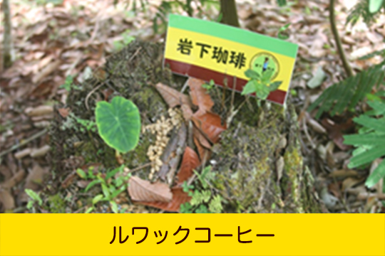 ルワックコーヒー