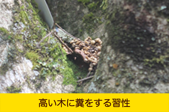 高い木に糞をする習性