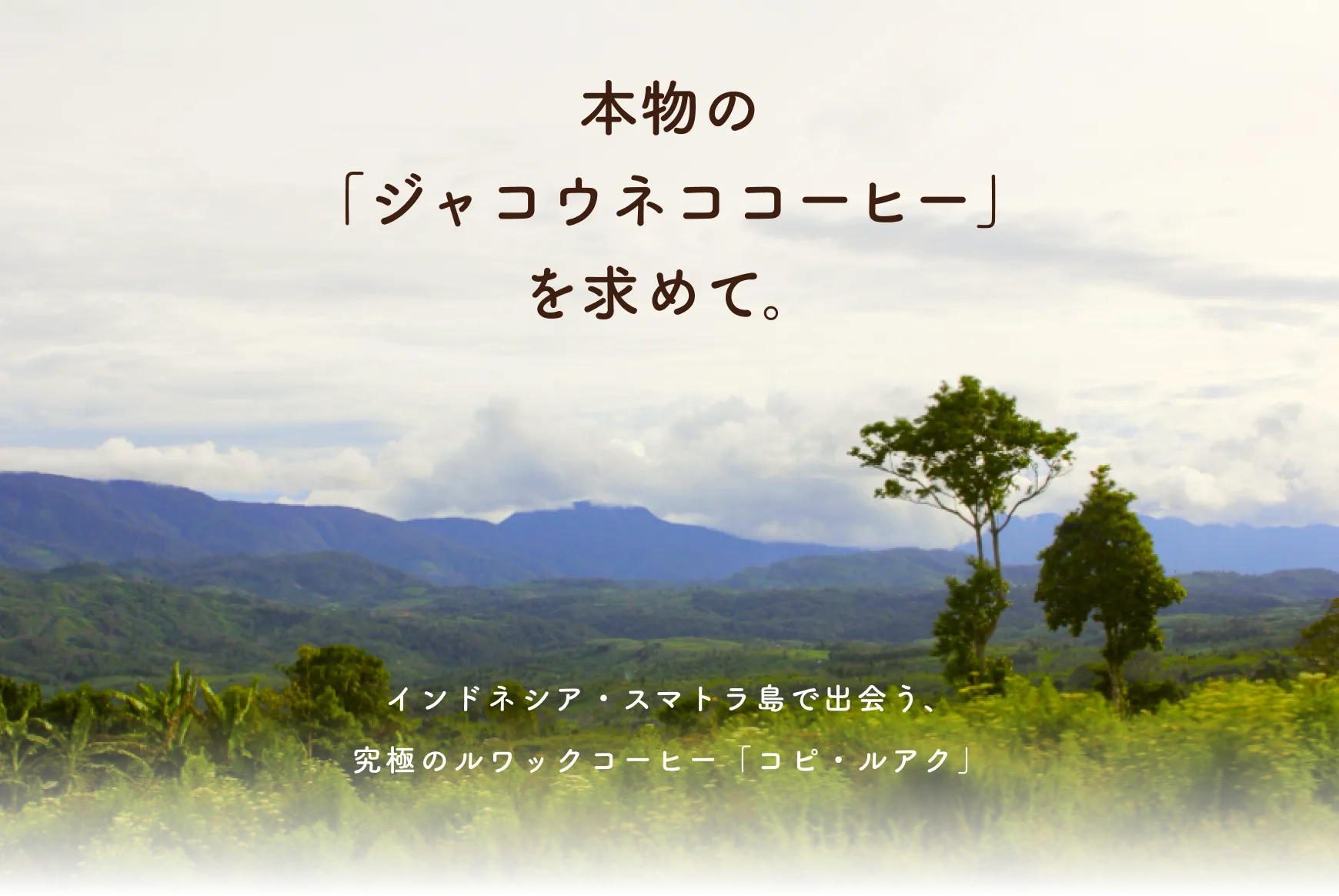 本物のジャコウネココーヒーを求めて。インドネシア・スマトラ島で出会う、究極のルワックコーヒー、コピ・ルアク