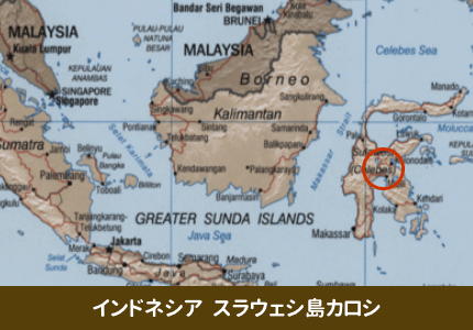 スラウェシ島カロシ